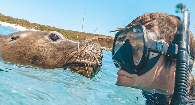 Swim with sea lions