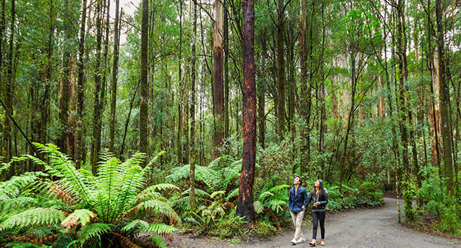 Under $50- Treetop walk, Otway National Park