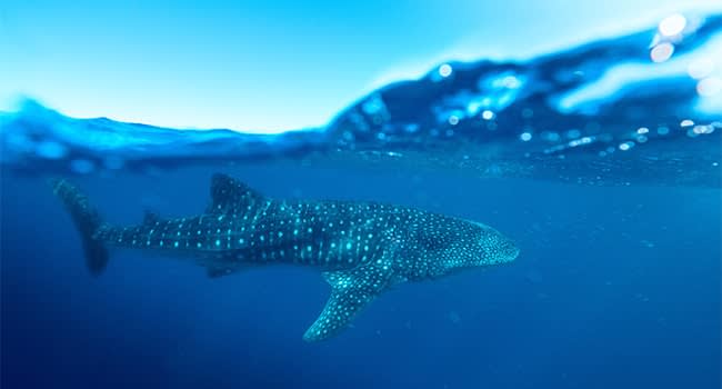 Day 2: Dive with the whale sharks