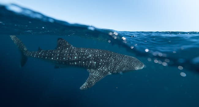 Swimming with whale sharks, Exmouth