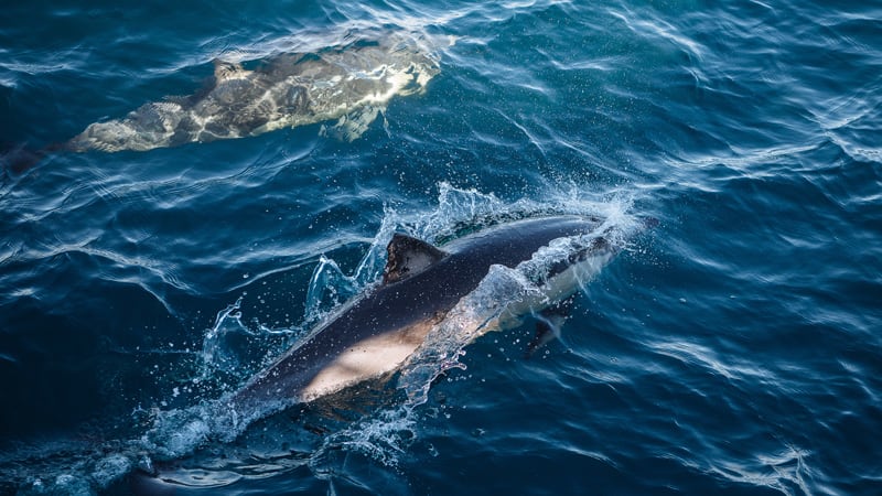 Whale Watching Cruise, 2.5 Hours - Circular Quay, Sydney