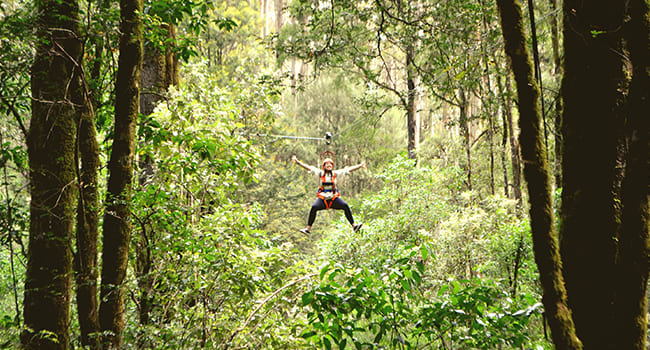 Under $100 - Zip line adventure, the Otways