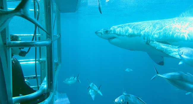 Shark cage dive, Port Lincoln