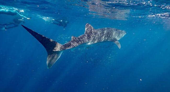 Swimming with whale sharks, Exmouth