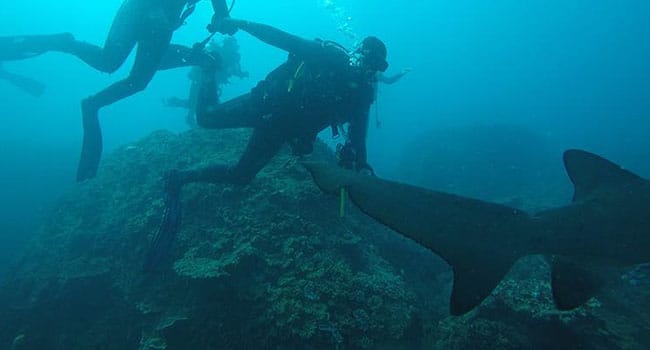 Ocean dive with sharks, Sunshine Coast