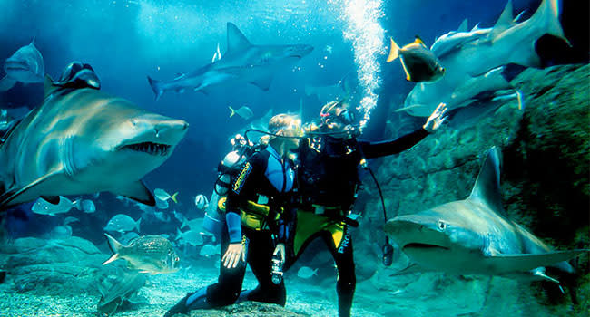 Dive with sharks, Melbourne SEA LIFE