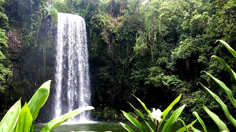 Rainforest & Waterfalls Full Day Adventure - Cairns