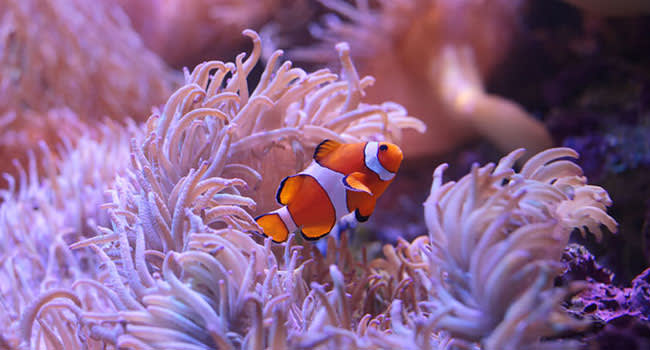 SEA LIFE aquarium entry, Sydney