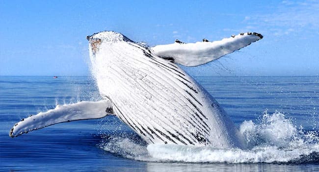 Whale watching cruise, Darling Harbour