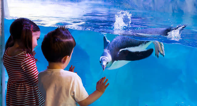 SEA LIFE Sydney entry SEA LIFE Sydney entry