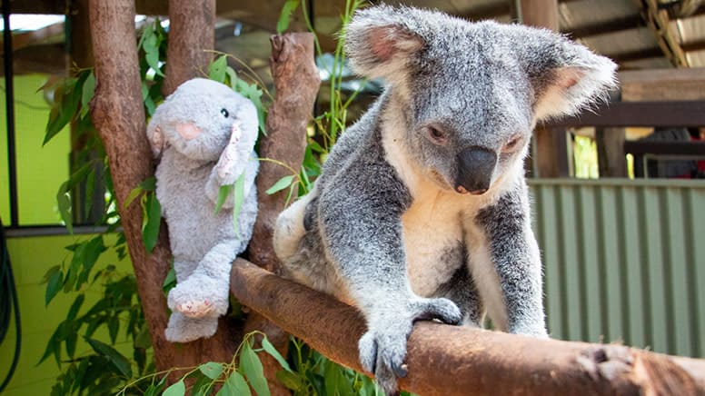 Koala and Wildlife Park Entry - Kuranda