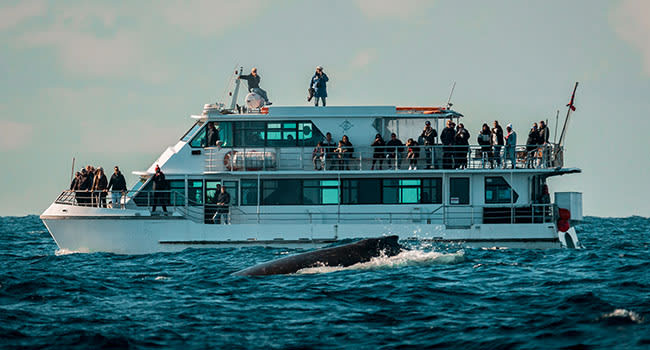 Whale watching