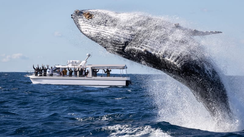 liberty cruise whale watching