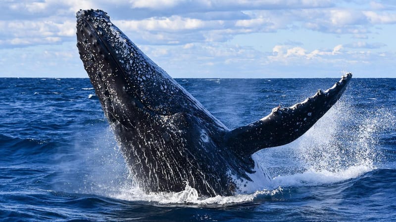 Extreme Whale Watching Safari, Whale Sighting Guarantee - Manly