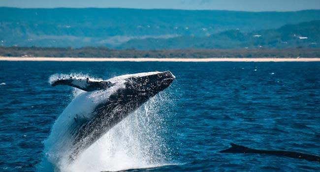 Whale Watching Tour, Mooloolaba Whale Watching Tour, Mooloolaba