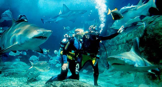 Dive with sharks at SEA LIFE