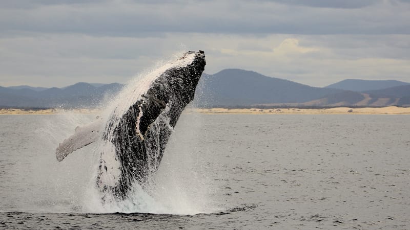 Whale Watching Sailing Cruise - Nelson Bay, Port Stephens