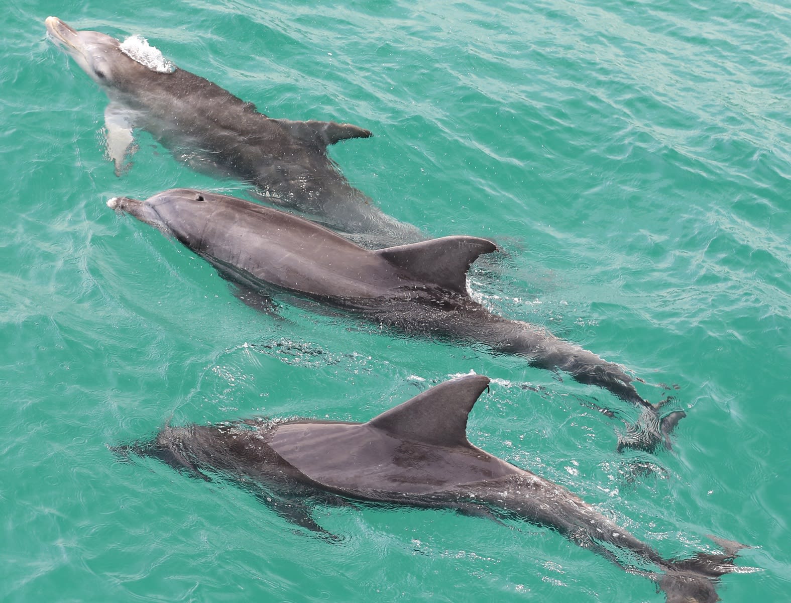 Dolphin Watching Cruise, 90 Minutes Jervis Bay Adrenaline