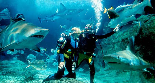 Dive with sharks at SEA LIFE