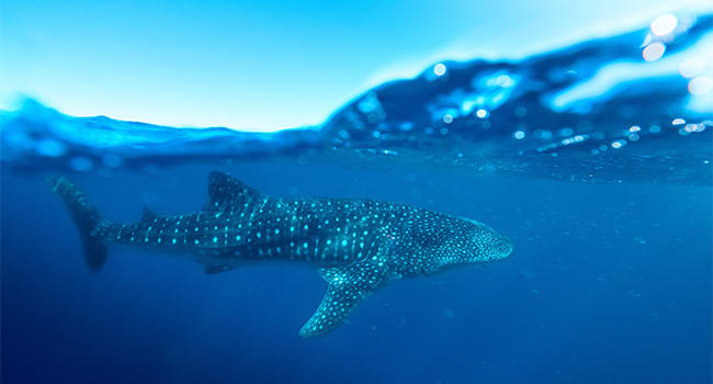 Swim with whale sharks, Exmouth