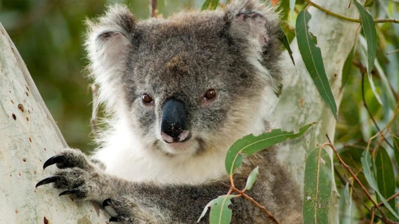 Koala Walking Tour, 2 Hours - Kangaroo Island