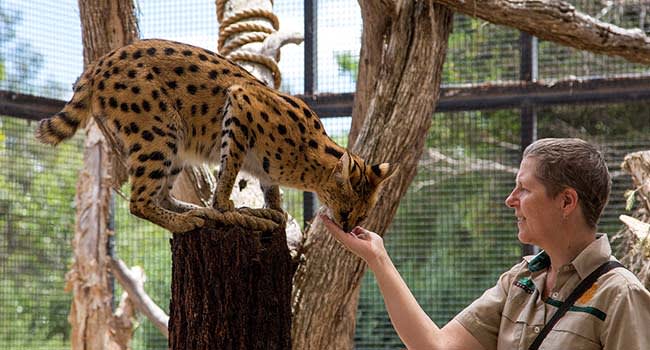 African Cat Encounter, Werribee Open Range Zoo