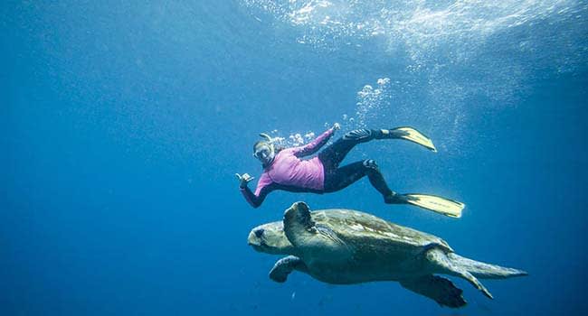 Sea Turtle Snorkel Tour, Byron Bay