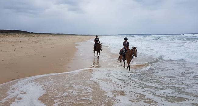 Beach and bush horse ride, Forster