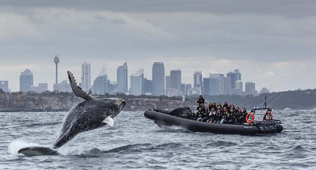 Extreme whale watching, Circular Quay