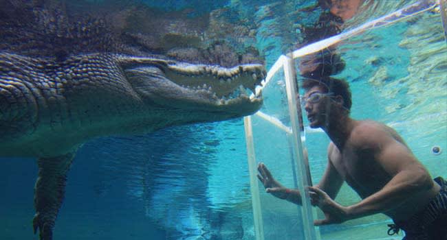 Dive with crocodiles, Darwin