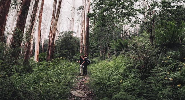 The Dandenong Ranges