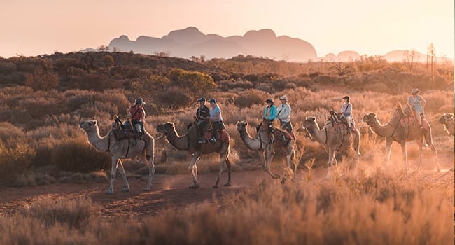 Sunset Camel Ride