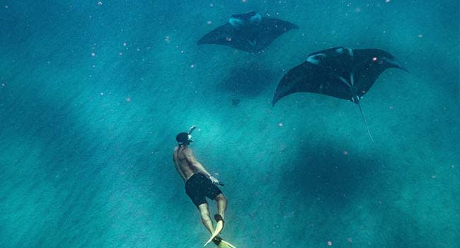 Swim with manta rays