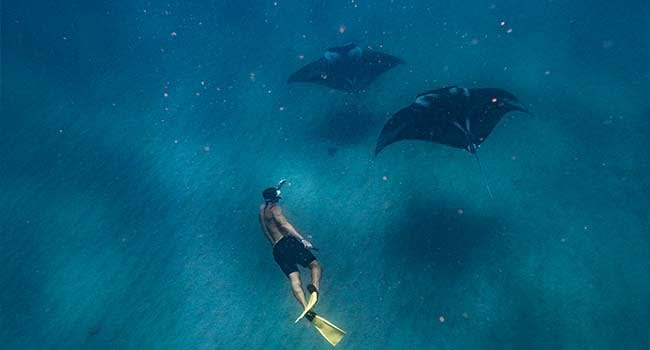 @Dylan.Dehaas - Swim with Manta Rays, Ningaloo Reef