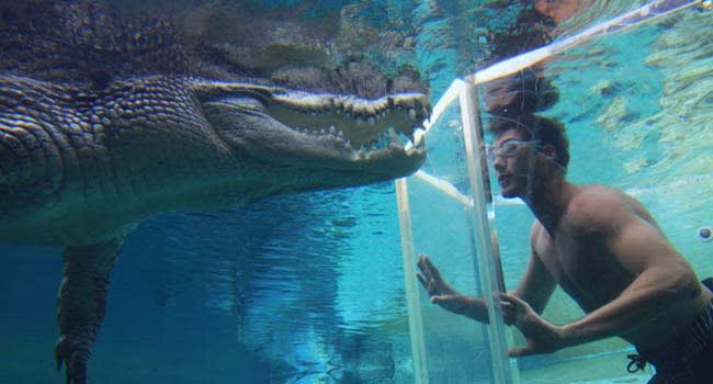 Darwin: Swim With Crocodiles