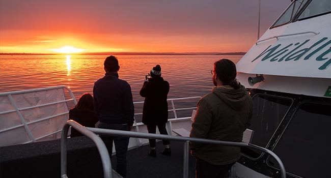 Phillip Island: Twilight Bay Cruise