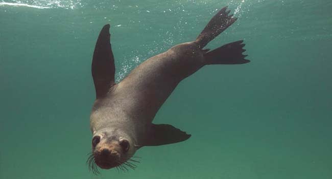 Mornington Peninsula: Swim With Dolphins & Seals