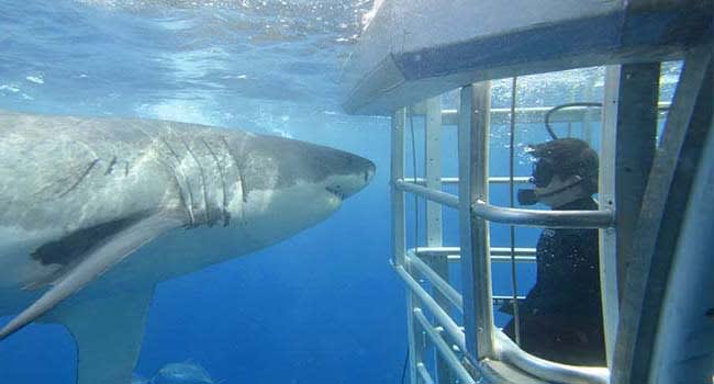 Great White Shark Cage Dive, Port Lincoln