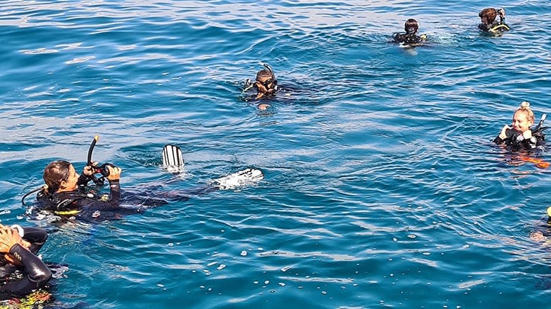 Snorkelling with Turtles