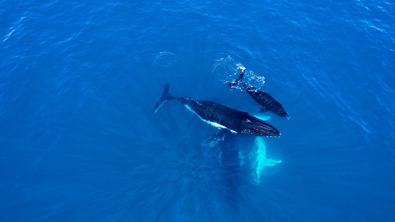 Whale Watching Cruise, 2 Hours - Fremantle