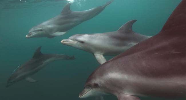 Swimming with dolphins