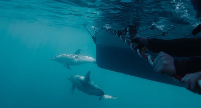 Swimming with dolphins