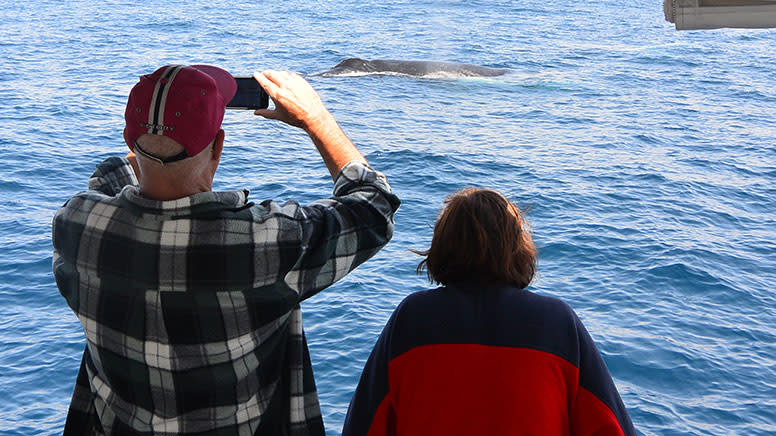 Intimate Whale Watching Cruise, 3 Hours - Mooloolaba, Sunshine Coast