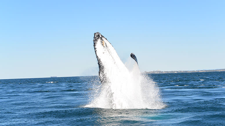 Intimate Whale Watching Cruise, 3 Hours - Mooloolaba, Sunshine Coast