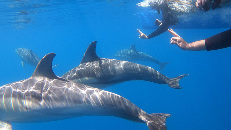 Swim With Dolphins, 3.5 Hours - Summer Season - Glenelg, South Australia