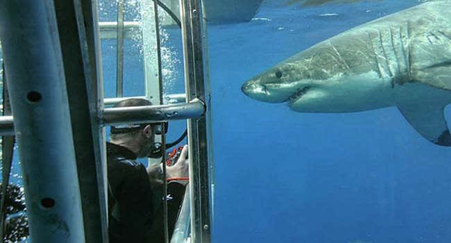 Come face to face with a great white