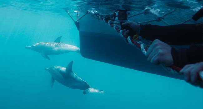 Swim With Dolphins, Glenelg