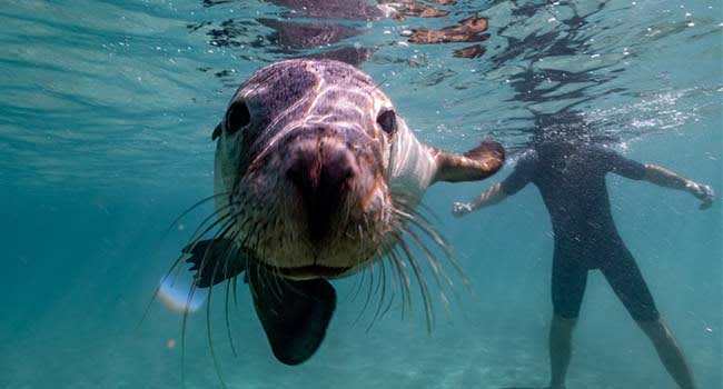 Swimming with seals