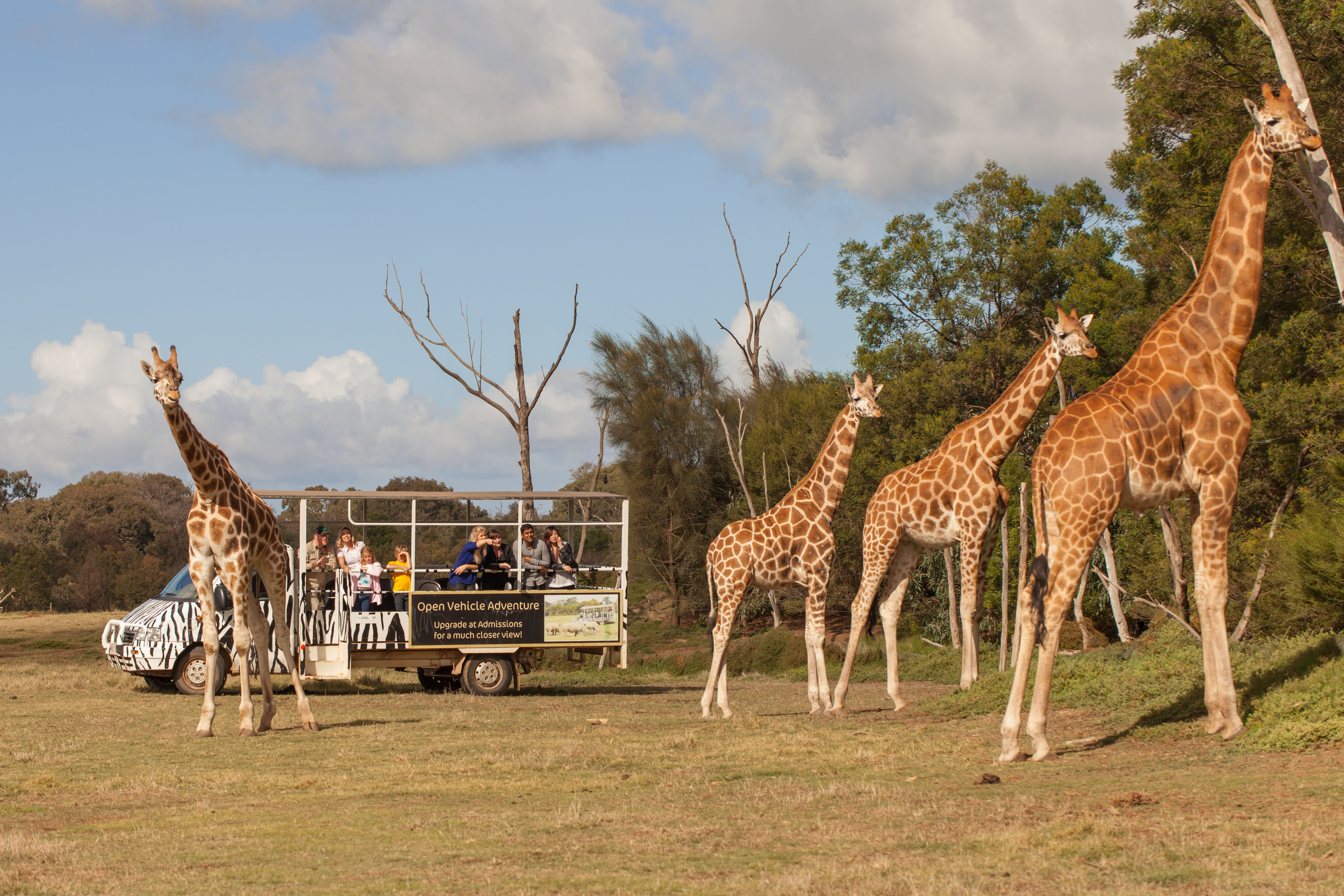 Werribee Open Range Zoo Off Road Safari and Admission - Melbourne