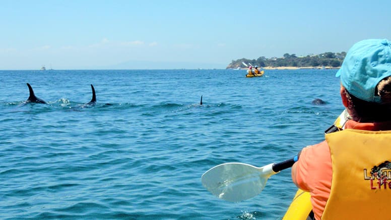 Sea Kayaking Tour to Dolphin Sanctuary and Point Nepean - Mornington Peninsula